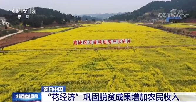 “花经济”带来好“钱”景  各地以花为媒巩固脱贫成果