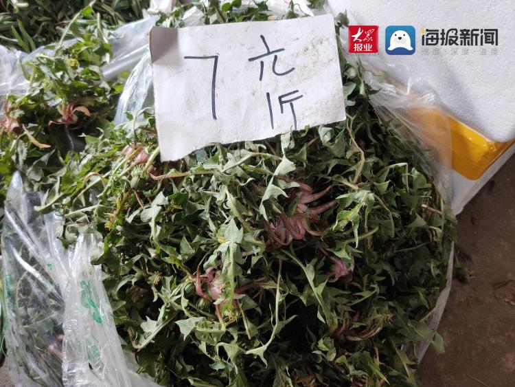 一口吃掉整個春天的鮮青島的山菜麥蒿蛤蟆草正新鮮上市