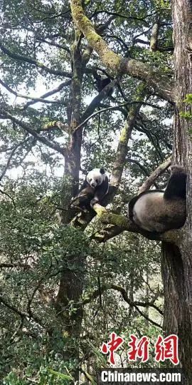 罕见！大熊猫“比武招亲”决战树梢……