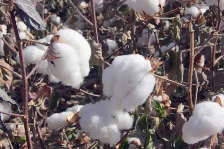 新疆棉花为啥好？原来，跟气象条件有关