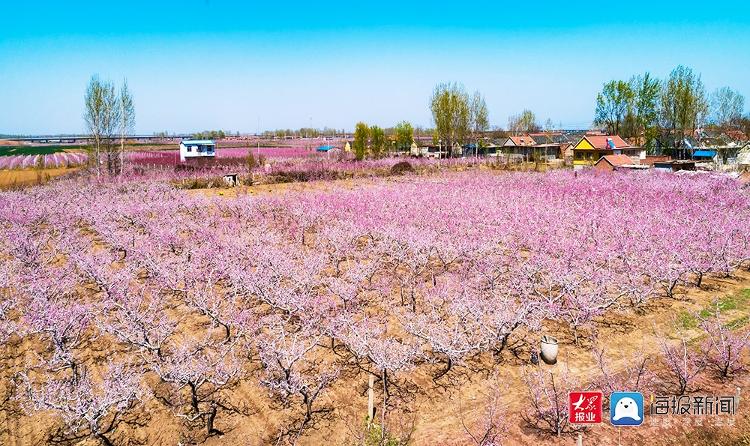 莱西市院上镇百亩桃花惹人醉 踏春赏花正当时_最新要闻_青岛大众网