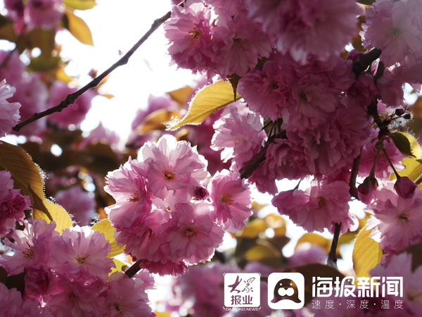 聊城姜堤乐园樱花节图片