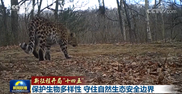 【新征程开局“十四五”】保护生物多样性 守住自然生态安全边界