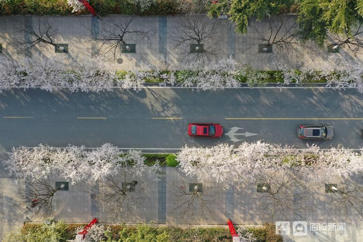 青岛樱花路图片