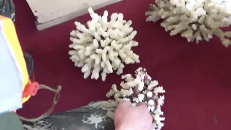 海南查获一起危害珍贵濒危野生动物案 缴获涉案珊瑚物种28株