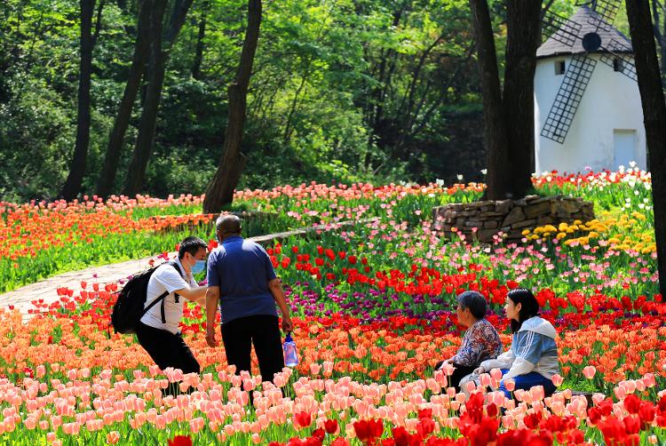 网红 郁金香花进入盛花期济南红叶谷景区百万株郁金香惹人醉 山东新闻 大众网