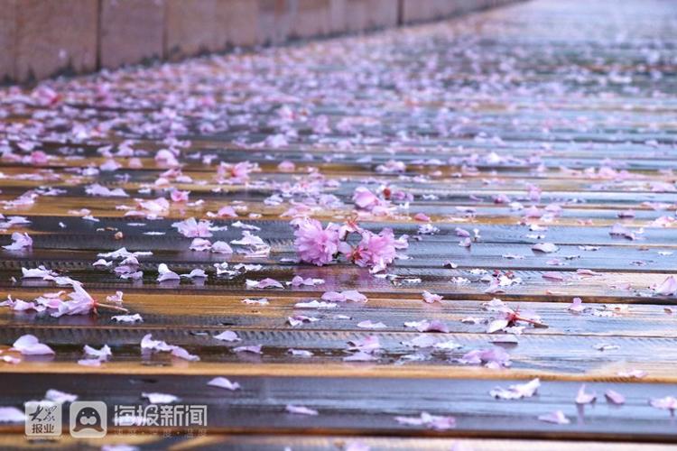 太美了雨后的胶州街头落满樱花