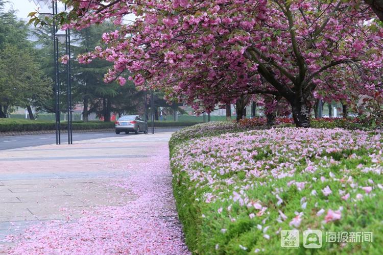 雨后的樱花瓣飘落满地图片