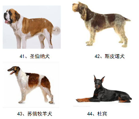 中大型犬品种大全图片