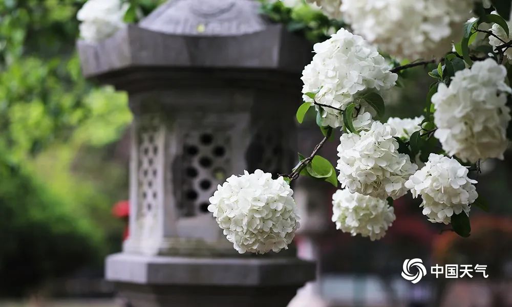 今年繡球花開偏早,4月初已經進入盛花期,南京繡球公園,清涼山崇正書院