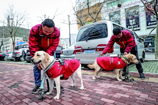 4月23日,中國導盲犬大連培訓基地的訓導員付明巖與在訓犬