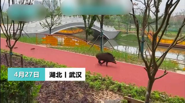 大学校园惊现野猪遛崽还有好多野生动物 进城入村 海报新闻