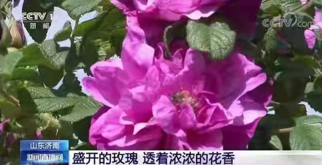 央视《新闻直播间》以《盛开的玫瑰 透着浓浓的花香》为题 对济南“市花”玫瑰进行了报道