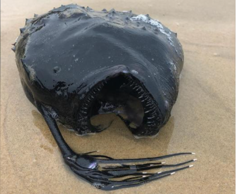 美国海滩出现“怪兽鱼”：状如足球，牙齿锋利！
