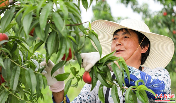 桃,等您来品尝"日前,六安市裕安区狮子岗乡乡长赵莹网络卖桃子