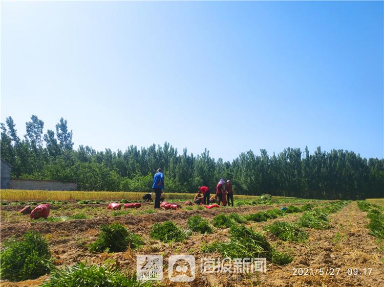 三七迎来大丰收 德州运河新区抬头寺镇富民有高招