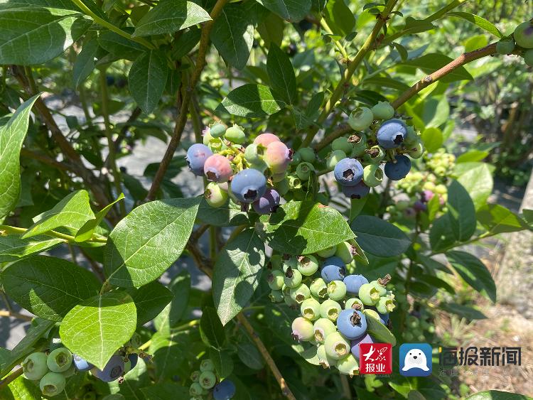 青岛崂山区蓝莓成熟啦!这个周末一起共赴蓝莓之约