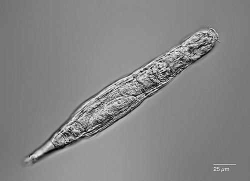 冻了2.4万年小“虫子”又活了