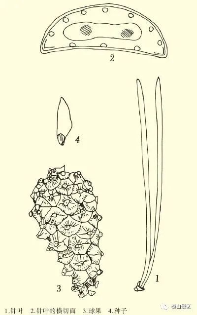 松大孢子叶球纵切绘图图片