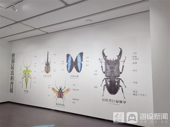 长岛举行世界昆虫科普展1000余种标本展出至10月 烟台生活 烟台大众网