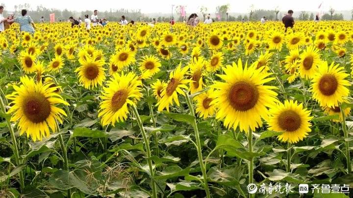 初秋美景 济南西郊金色花海美爆 山东新闻 大众网