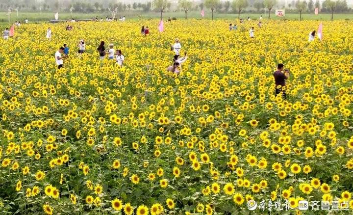 初秋美景 济南西郊金色花海美爆 山东新闻 大众网