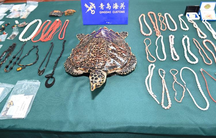红珊瑚、玳瑁、鲸鱼骨……404件水生野生动物制品被青岛海关查获