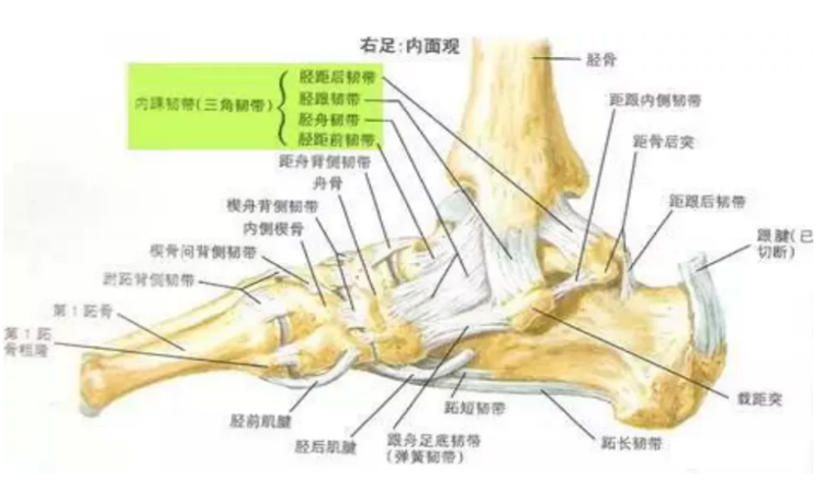 踝关节后内侧入路图谱图片