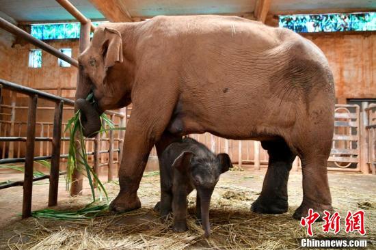 昆明动物园喜添新生亚洲象宝宝