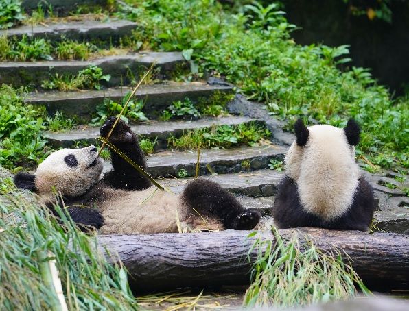 研究中心都江堰基地里生活着十多只大熊猫,它们是在圈养环境下出生的