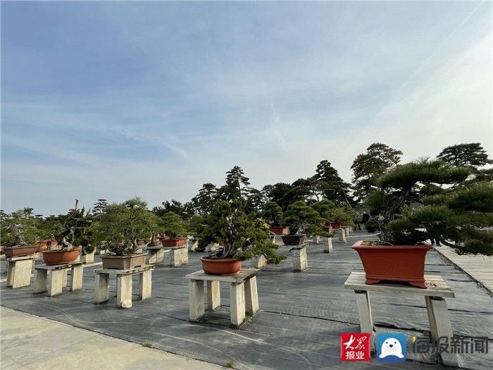 泰山国际花木城位置图片