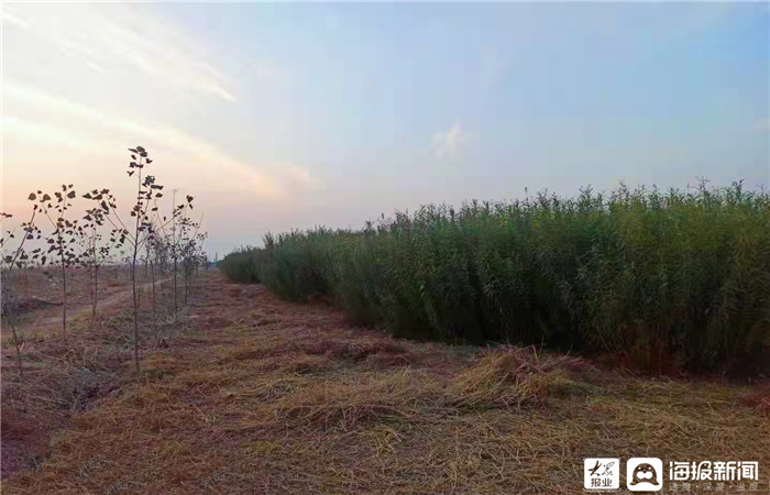 在東營區龍居鎮生家村杞柳種植基地,長勢正旺的杞柳一望無垠,隨風浮動