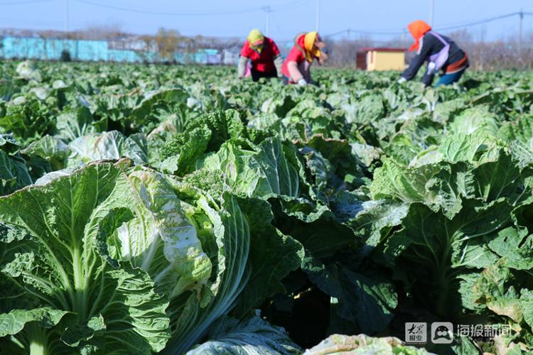 11月22日,在青島膠州市膠萊街道南王疃村大白菜種植地裡,記者看到村民