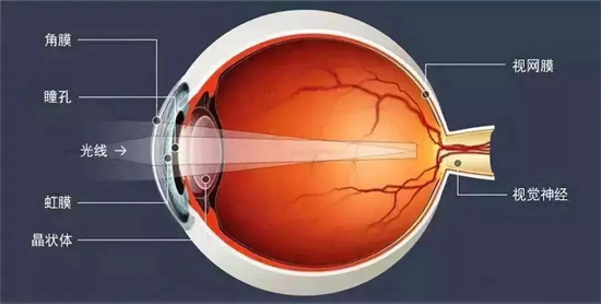 晶狀體是一個有彈性的凸透鏡狀組織,會通過改變自身厚度來調節屈光