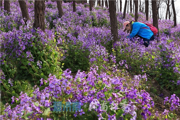 不负春光济南卧牛山二月兰绽放紫色花海梦幻浪漫