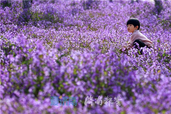 不负春光济南卧牛山二月兰绽放紫色花海梦幻浪漫