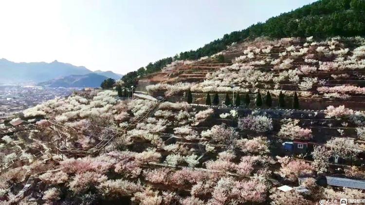 春日限定青岛崂山大崂樱桃谷樱花开了