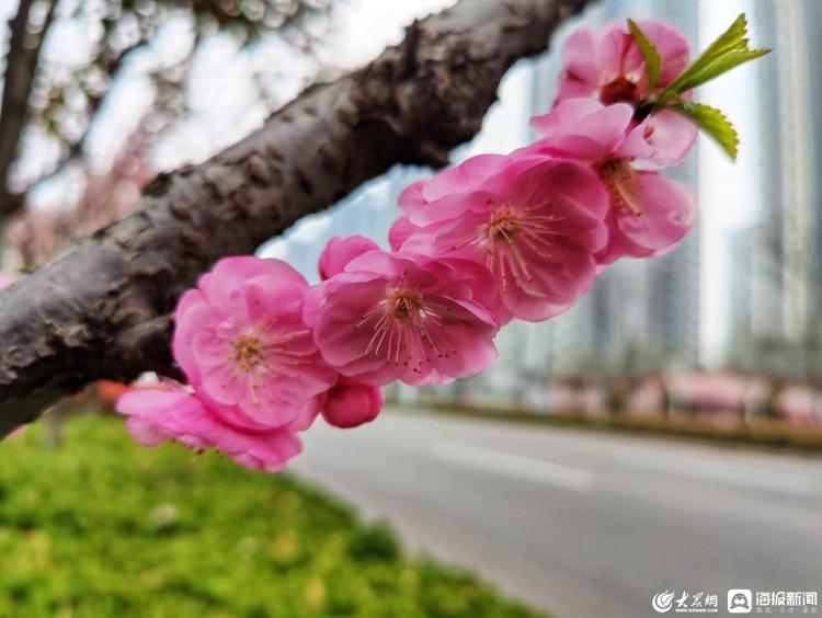 榆叶梅樱花图片