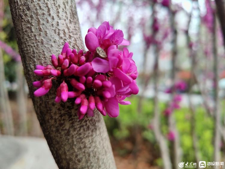 榆叶梅樱花图片