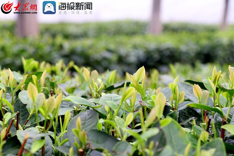 春茶吐新芽即墨溫泉街道錢穀山茶迎來春茶採摘期