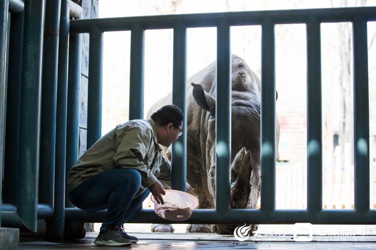 图：33岁的王可新是济南动物园的犀牛保育员，他已经在济南动物园工作了12个年头。（大众网·海报新闻记者 毕胜 摄）