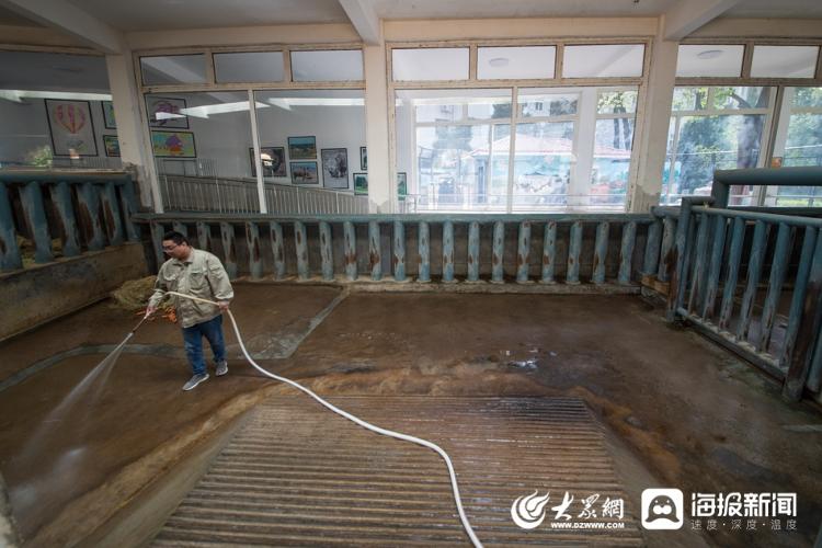 图：王可新正在打扫犀牛笼舍的卫生。（大众网·海报新闻记者 毕胜 摄）