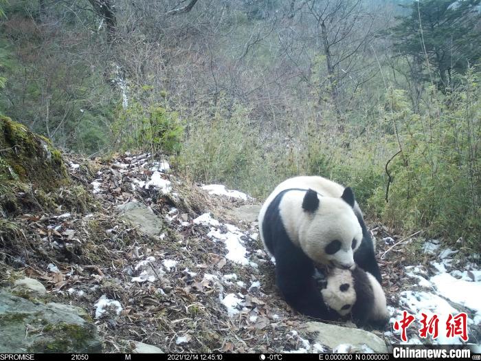 四川首次拍摄到三个月幼龄野生大熊猫活动画面