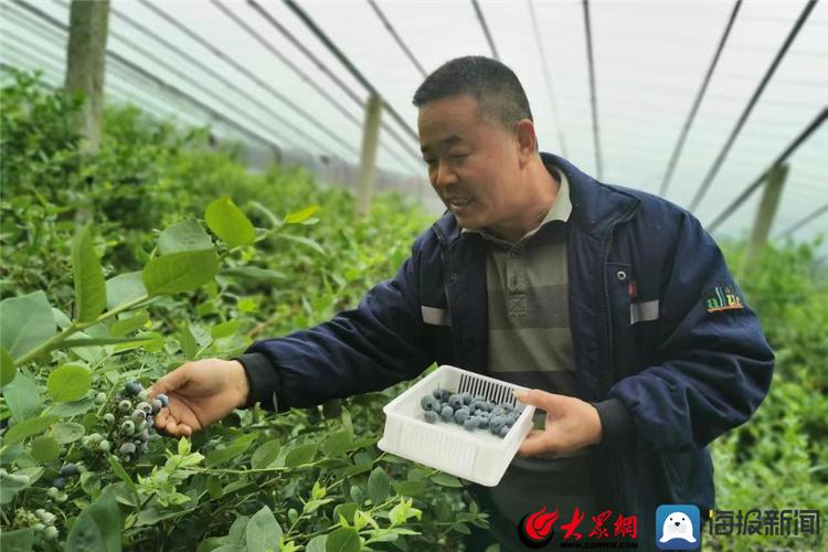 记者走进青岛平度市白沙河街道东辛付庄村蓝莓种植大棚内,一簇簇绿