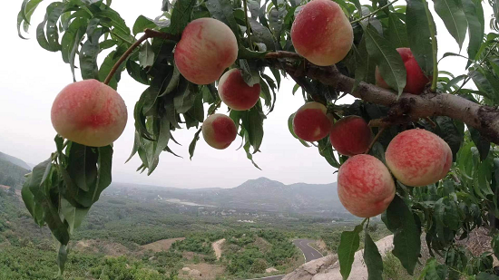 观沂|“蒙阴方法”让新闻发布真“新”可“闻”