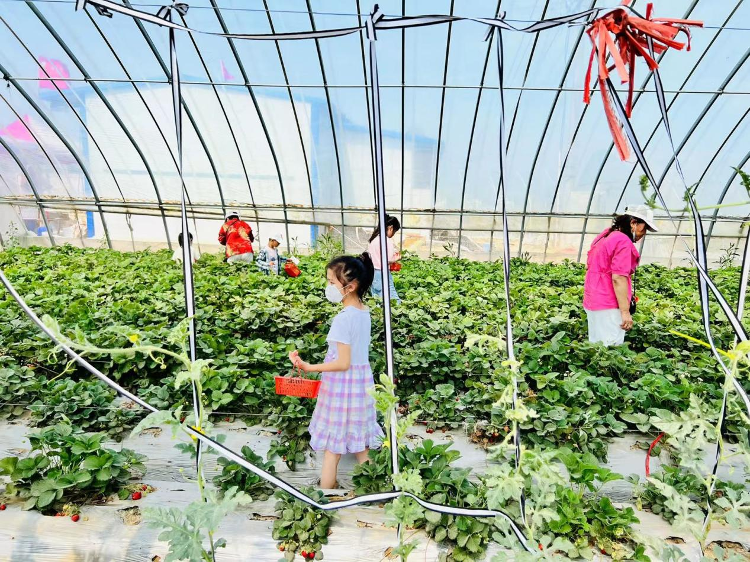 悅享莓好聊城碧桂園雲麓九里業主草莓採摘季圓滿成行