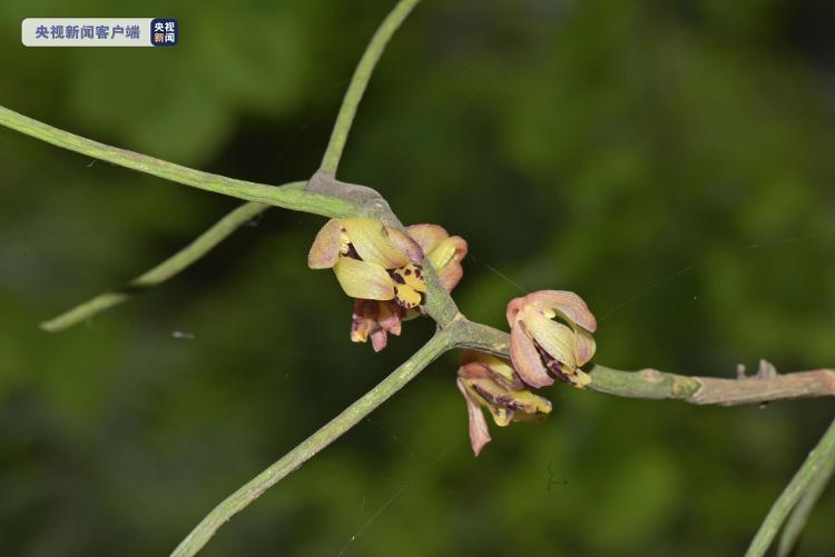 重庆五里坡国家级自然保护区发现两种新记录物种
