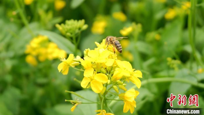 資料圖：圖為油菜花和蜜蜂。李雋 攝