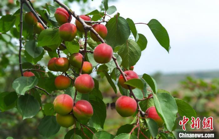 資料圖：掛滿紅梅杏的枝頭。劉喜臣 攝