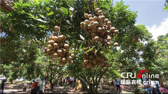 （果篮的十年变化）越南龙眼季节收获忙 中国市场助当地果农走上致富大道